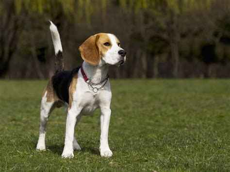 Beagle Hund Rasseportrait Im Hunde Magazin Zooroyal Magazin