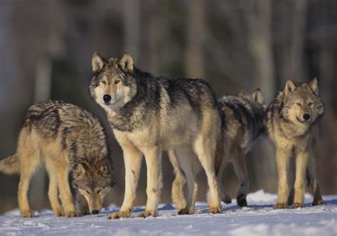 Everything You Wish to Know About the Gray Wolf Habitat