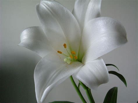 White Lily Wallpapers Top Free White Lily Backgrounds Wallpaperaccess