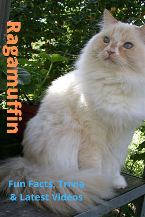 Ragdoll and ragamuffin cat are both fairly large, often weighing around 15 lbs. Ragamuffin | Ragdoll cat, Ragamuffin cat, Cats
