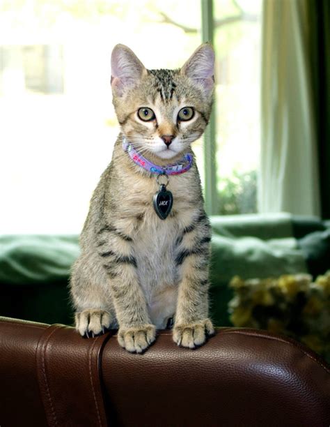 The challenges and rewards are worth it! Let's Adopt a Cat - PAWSitively Cats - No Kill Cat Shelter