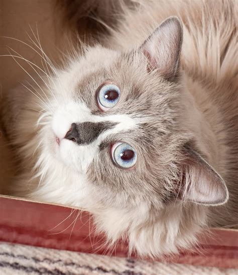 Beige Cat Stock Image Image Of Eyes Blue Beautiful 37049509