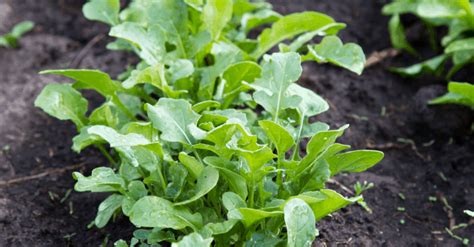 Arugula How To Plant Grow And Harvest Trim That Weed
