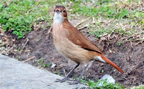 Dsc0382 The National Bird Of Argentina Rufous Hornero Re Flickr