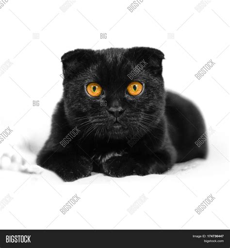 Black Scottish Fold Cats
