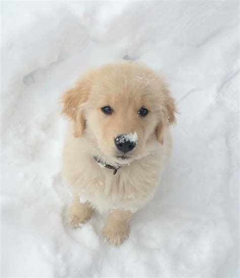 Golden Retriever Pup ~ Classic Look Puppies Golden Retriever Snow Dogs
