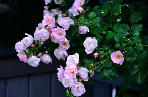 The trellis can be used in any sized garden or garden bed to help support your climbing plants. DIY Free Trellises for Climbing Rose Bushes