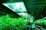Marijuana Farm Stocks Images