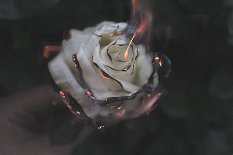 Rose Fire Photography Smoke Hd Flowers 4k Wallpapers Images