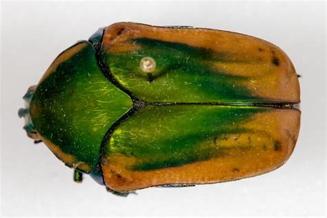 Large Common Beetles — Texas Insect Identification Tools