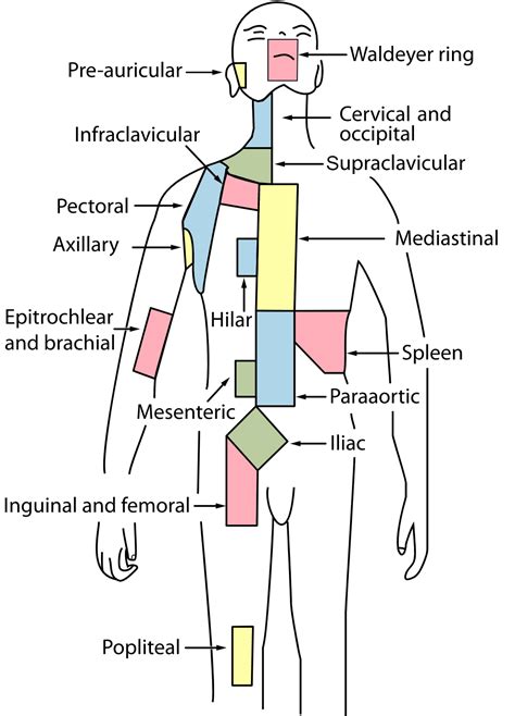 7 The Lymphatic System Simplemed Learning Medicine Simplified
