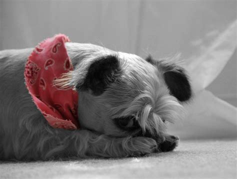 Read on to discover more about this breed. Shelby the Lhasa Apso, Bulldog, Shih Tzu Mix