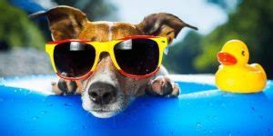 Find a pet friendly vacation rental in myrtle beach and nearby areas. Myrtle Beach Hotels & Resorts for 2018 - MyrtleBeach.com