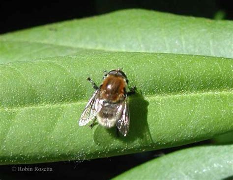 We did not find results for: Narcissus bulb fly