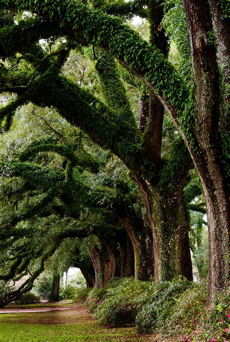 Browse The Worlds Most Amazing Majestic Trees