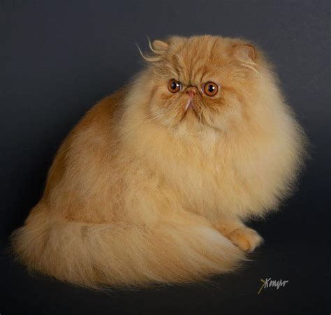 Red Persian Cattery Tinsehills Persiancatred Cats Persian Cat