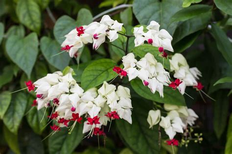 Top 10 flowering plants in india. Top 10 flowering climbers for an Indian garden in 2020 ...