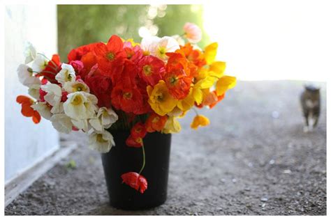 Click to discover a new animal today. Spring flowers: top 10 seeds to start now - Floret Flowers