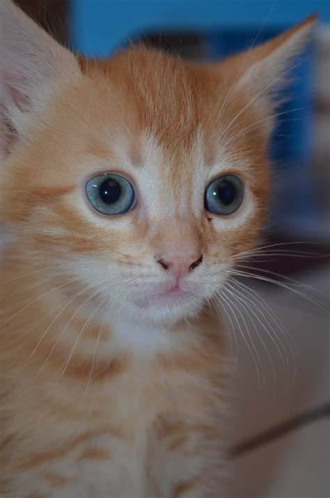 Free Images Red Kitten Fauna Close Up Nose Eyes Whiskers