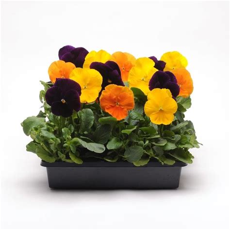 Pansy Harvest Mix From Wallish Greenhouses