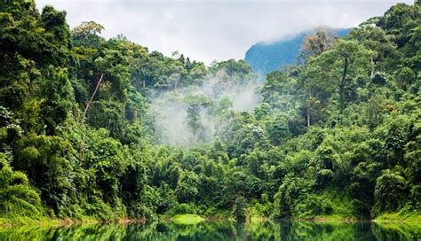 For T Amazonienne Caract Ristiques Climat Et Importance Nergies