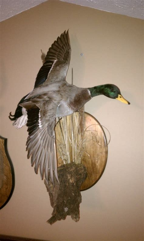 Mallard Mount Ideas Duck Mount Taxidermy Wood Mounts Hunting Mallards