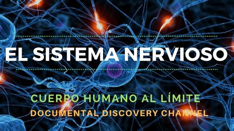 El Sistema Nervioso Discovery Channel Cuerpo Humano Al L Mite