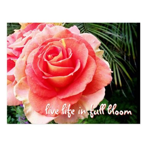 “live Life” Inspiration Quote Huge Pink Rose Photo Postcard
