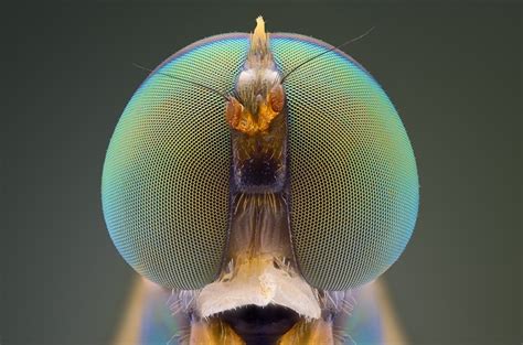 Macro Photography Of Insect Eyes 99inspiration