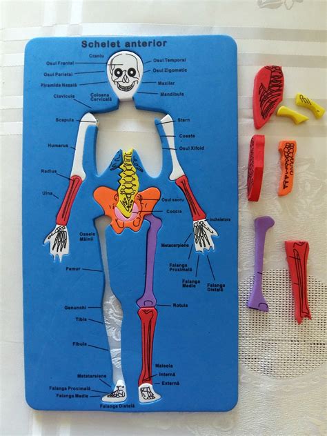 Puzzle Din Spumă Cu Scheletul Uman Idei Pentru Parinti Si Copii