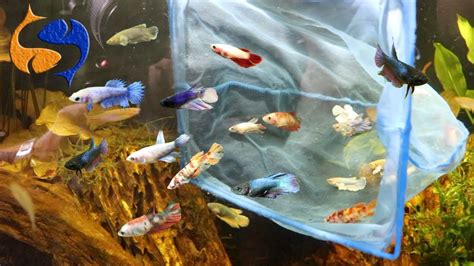 30 Bettas Added To Aquarium The Largest Betta Sorority On Youtube