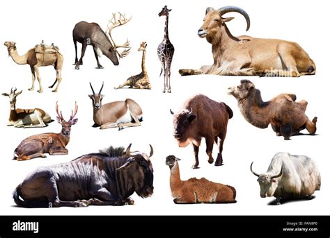 Set Of Sitting Blue Wildebeest And Other Artiodactyla Mammal Animals