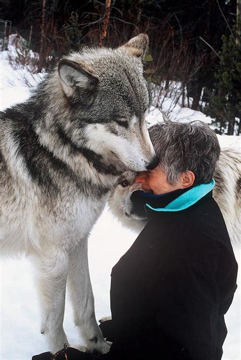Being Kissed By Wild Wolves With Raw Chicken Breath In The Sawtooth