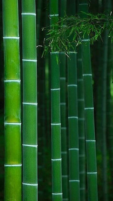 Share More Than 146 Bamboo Wallpaper Super Hot Noithatsivn