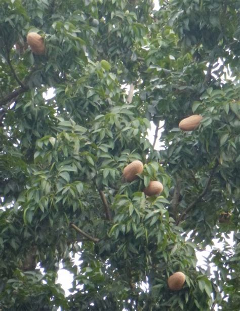 Kenali pokok tunjuk langit pokok herba 1001 penawar. Greenfingers: Buah Tunjuk Langit