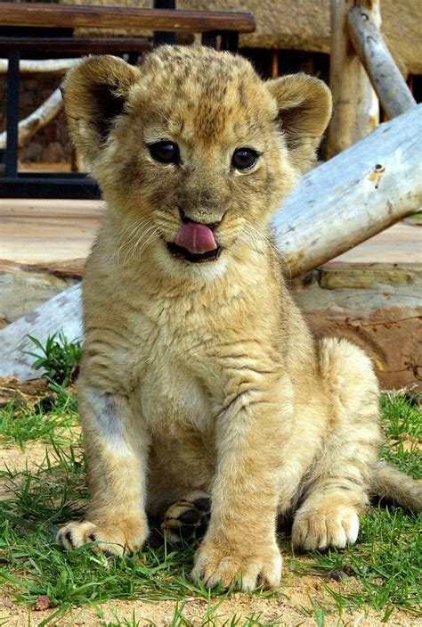 Lion Cub Cute Animal Pictures 100 Of The Cutest Animals Description