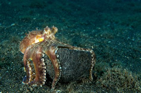 Octopus Sealife Underwater Ocean Sea Art Artwork Wallpapers Hd