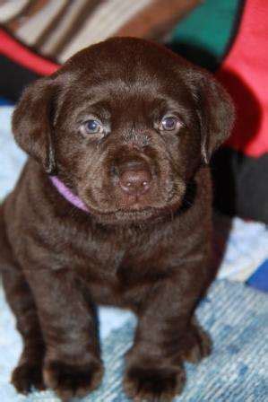 Local listings for labrador retriever adoption in bangalore. Gorgeous Chocolate Purebred Labrador Puppies FOR SALE ...