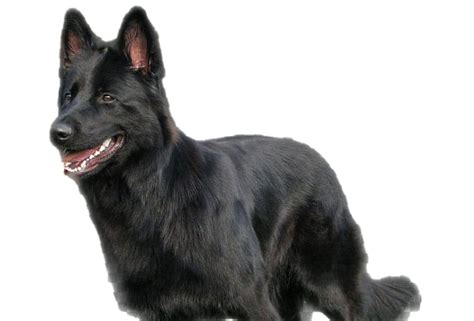 Black German Shepherd Png Image Background Png Arts Images And Photos