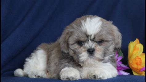 Find dogs and puppies for sale, near you and across australia. Shih tzu Puppies for Sale - YouTube