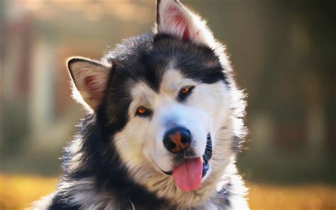 Download Wallpapers Alaskan Malamute Portrait Big Dog Malamute Cute