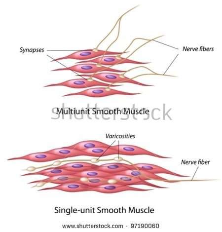 Diagram of artery with smooth muscle. Muscle cell diagram