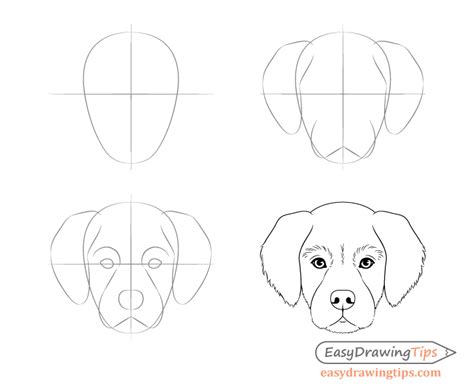 How to draw a realistic dog in just a few steps? Dog Head Front View Drawing Step by Step - EasyDrawingTips