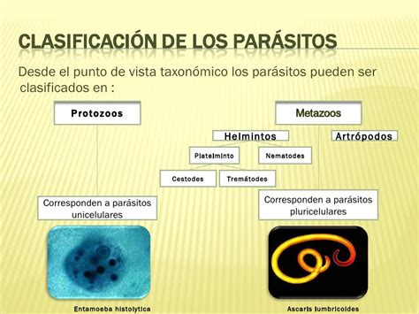 Clasificacion De Parasitos Parasitismo Parasitologia Images SexiezPicz Web Porn