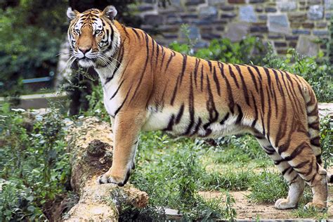 Tygrys Bengalski Zwierz Ta