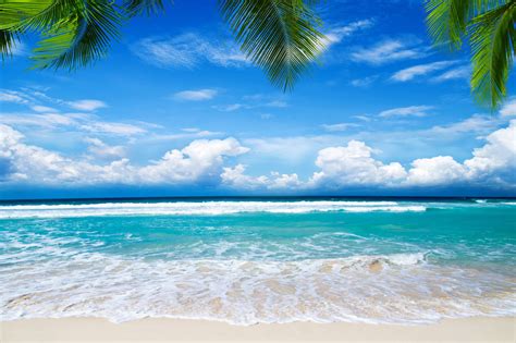 Landscape Beach With Palm Trees Sea Hd Wallpaper Wallpapers Com My