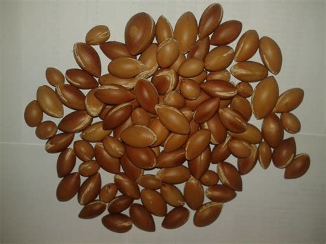 Very Rare 30pcs Of Argan Tree Seeds From Morocco New