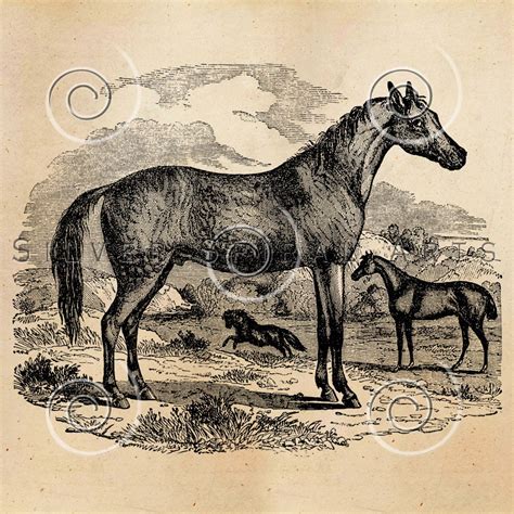 Vintage Horse Illustration Printable Horses 1800s Antique Etsy