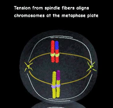 Cells alive mitosis cell parts and mitosis phase. Interactive Meiosis
