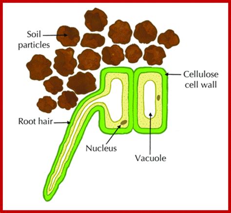 We did not find results for: Absorption of Water